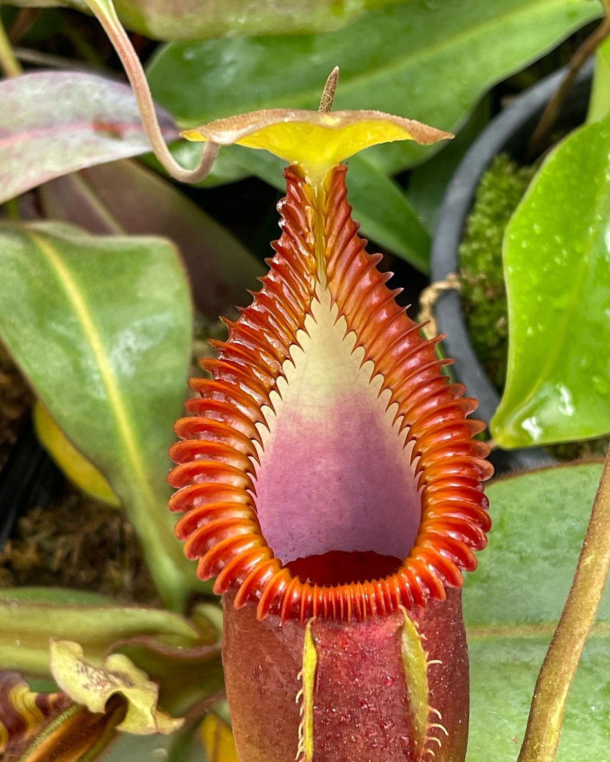食虫植物N.macrophylla 食虫植物N.macrophylla 食虫植物N.macrophylla Nepenthes macrophylla