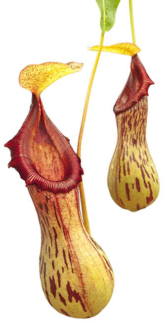 Nepenthes burkei 