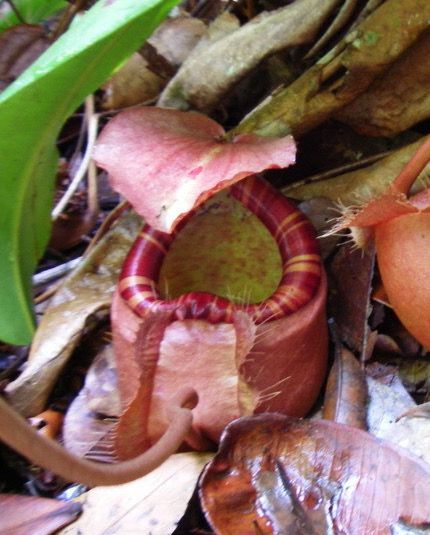 Nepenthes sumatrana