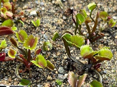 Dionaea muscipula  “AR Werewolf “Venus Flytrap (small)