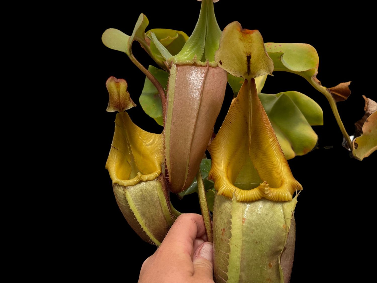 Nepenthes veitchii “Yellow Peristome x Striped Peristome” -Bario