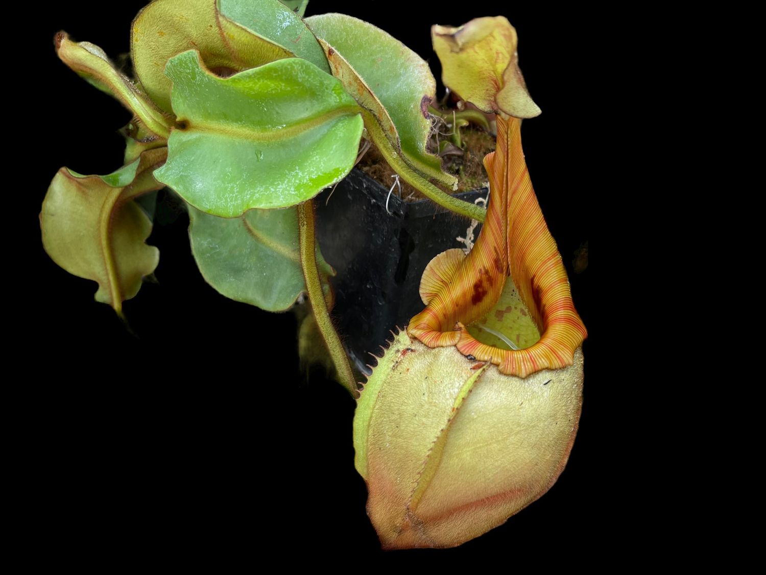 Nepenthes veitchii “Yellow Peristome x Striped Peristome” -Bario