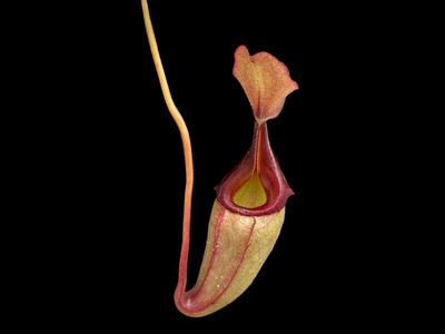 Nepenthes rajah x veitchii