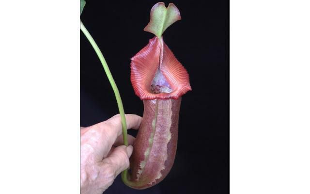 Nepenthes Trusmadiensis x robcantleyi