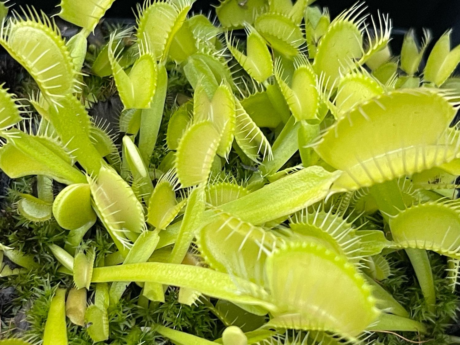 Dionaea muscipula  “Green Swamp, NC ” Anthocyanin Free Venus Flytrap (small)