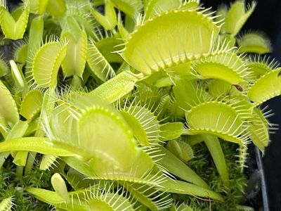Dionaea muscipula  “Green Swamp, NC ” Anthocyanin Free Venus Flytrap (small)
