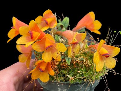Dendrobium cuthbertsonii var Pepe Orchid