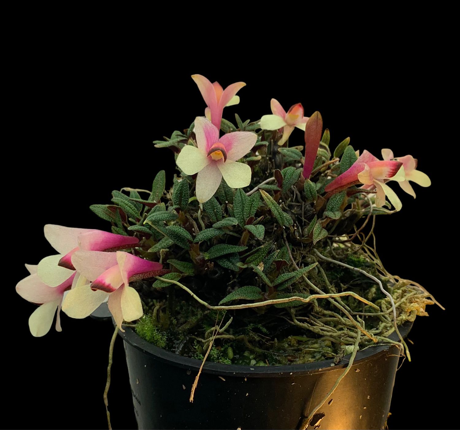 Dendrobium cuthbertsonii Orchid (Pink and Cream)