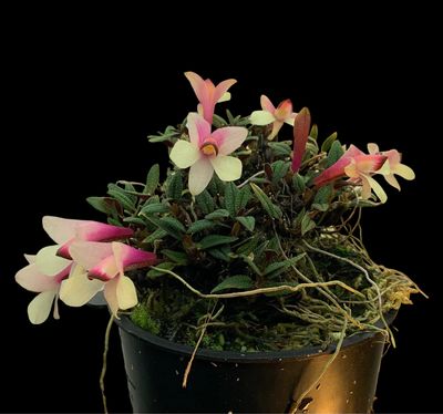 Dendrobium cuthbertsonii Orchid (Pink and Cream)