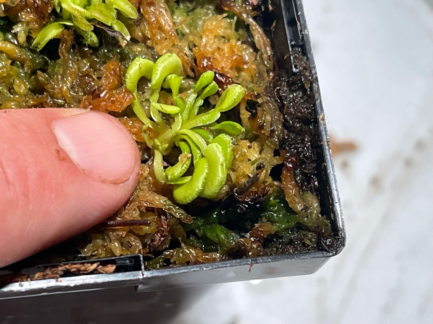 Dionaea muscipula ‘Kim iL Sung’
