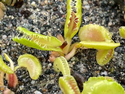 Dionaea muscipula ‘Kim iL Sung’