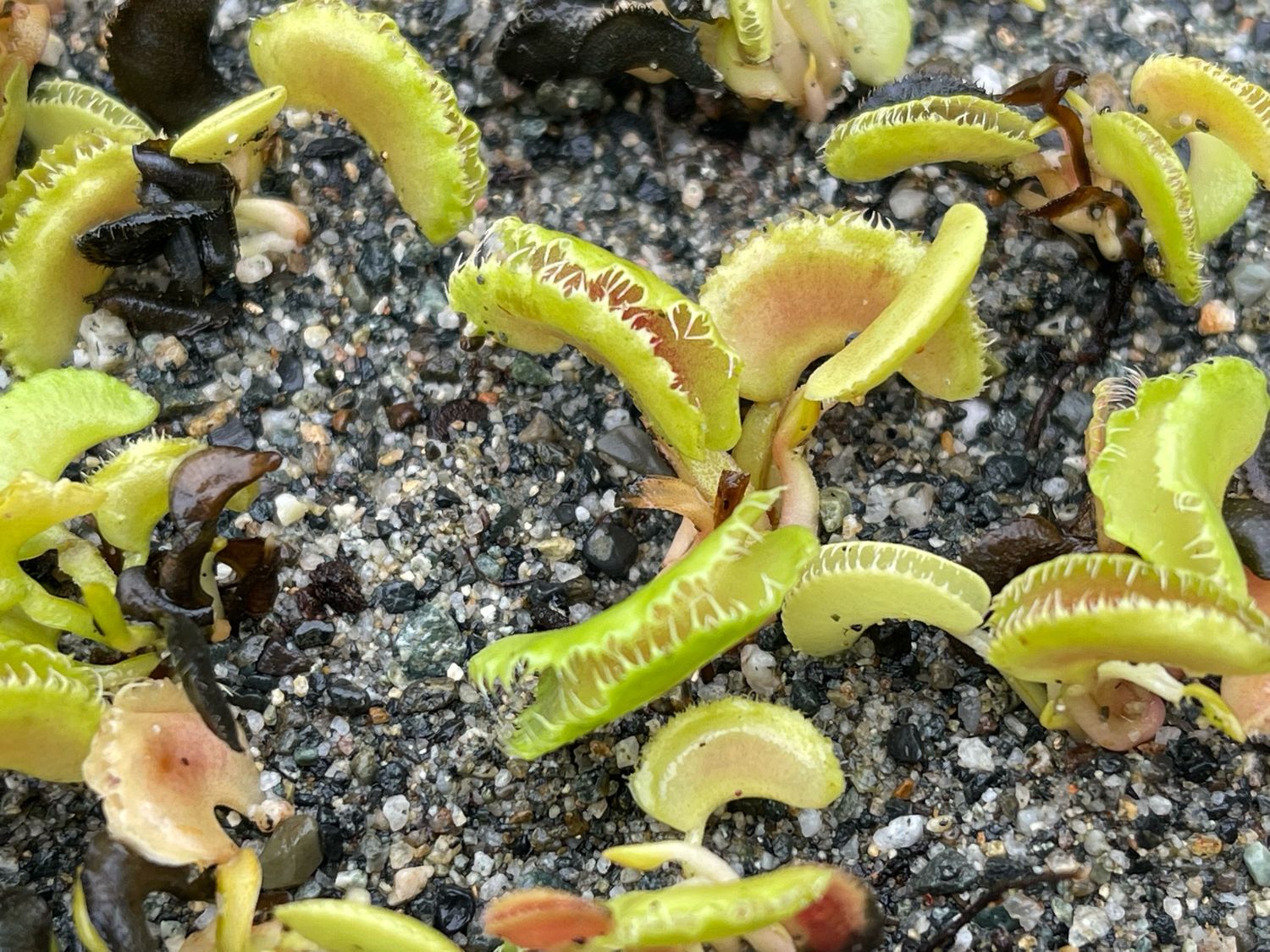 Dionaea muscipula ”Kim Jong-un” BCP ・食虫植物・ハエトリソウ ・食