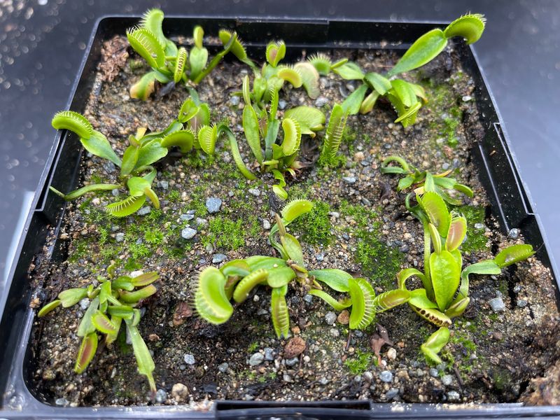 Dionaea muscipula Kleopatra (small)