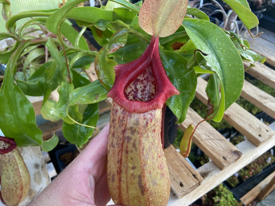 Nepenthes ventricosa X robcantleyi (Rooted Cutting) large