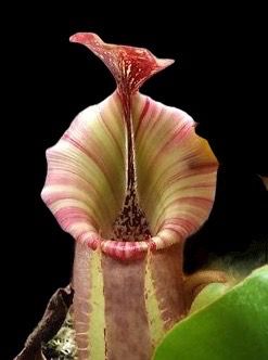 Nepenthes veitchii K x dubia - Seed Grown