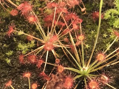 Drosera paradoxa - Drysdale River Station 