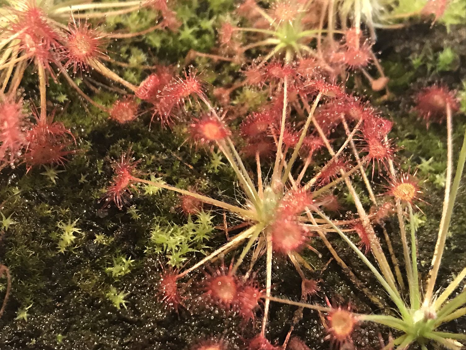 Drosera paradoxa - Drysdale River Station 