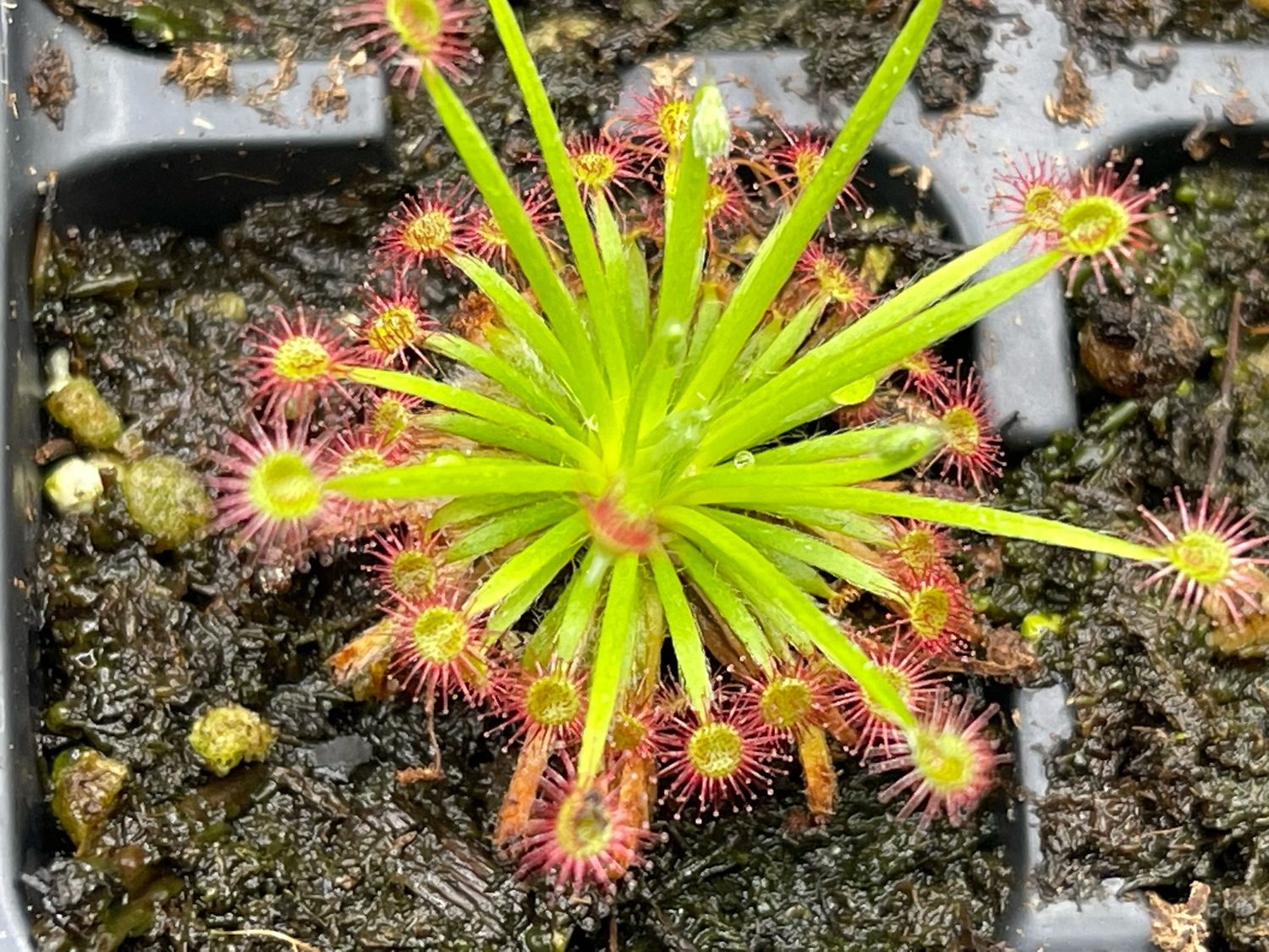 Drosera lanata 