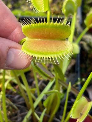 Dionaea muscipula “BGH Skyscraper ” Venus Flytrap (small)