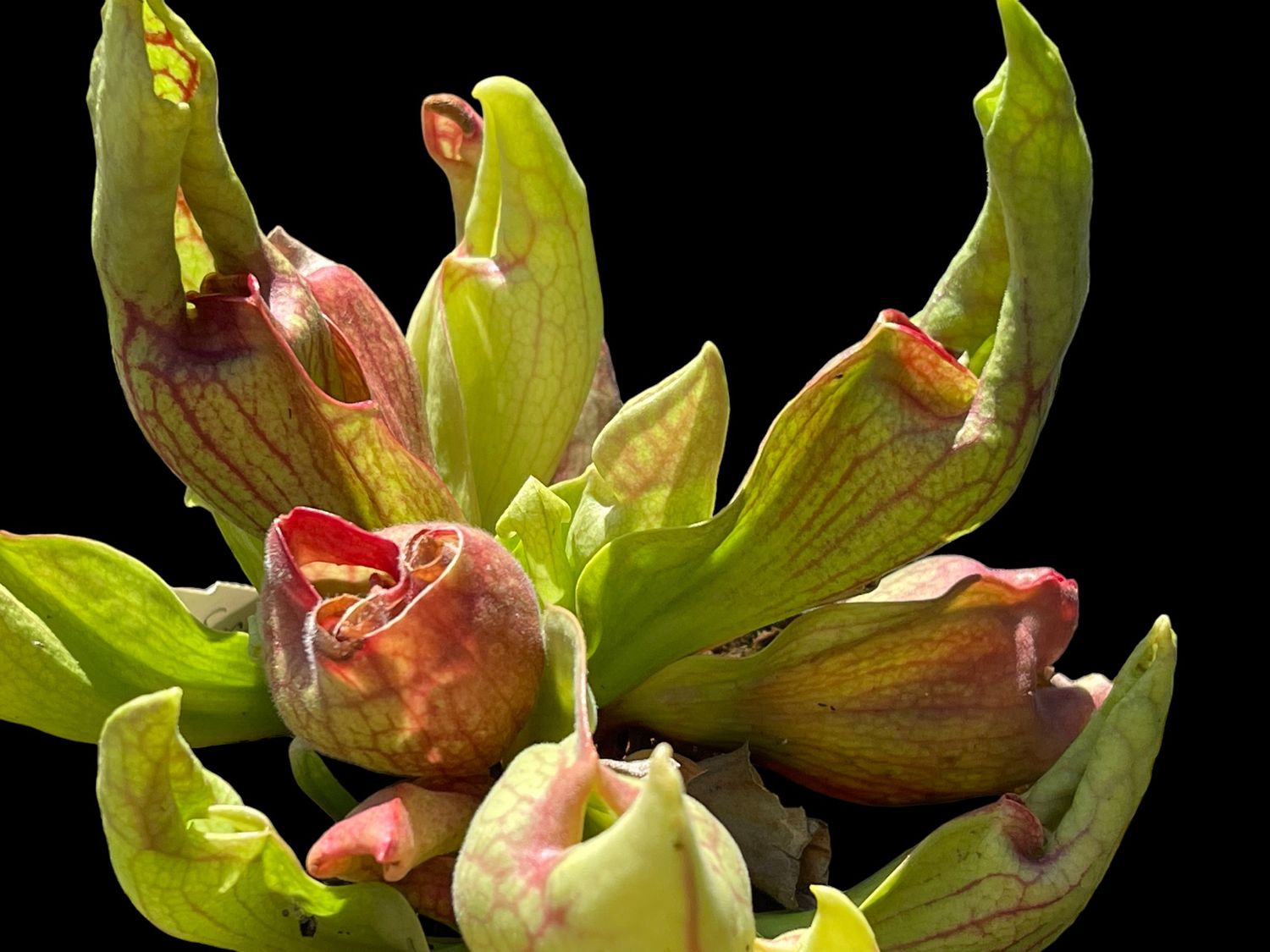 Sarracenia purpurea ‘Smurf’ (Small) 