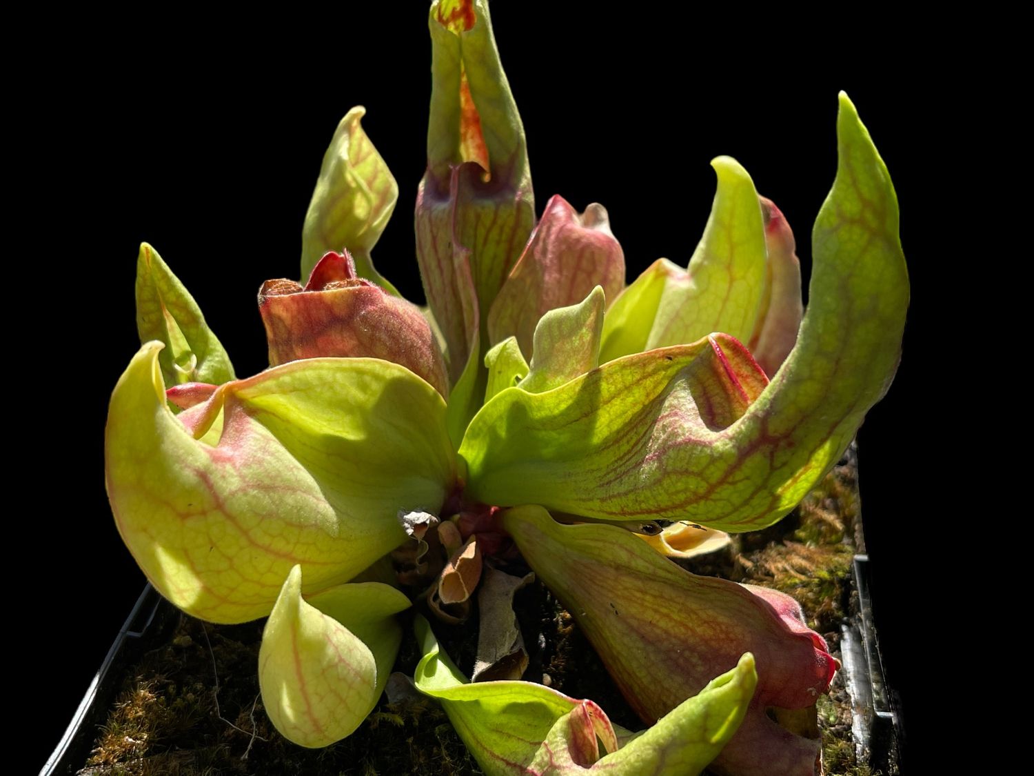 Sarracenia purpurea ‘Smurf’ (Small) 