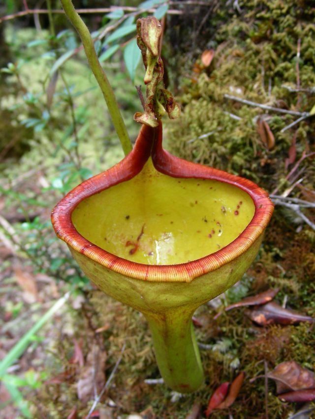 Nepenthes eymae Gng Tambusisi - Real Deal!  (Medium) 