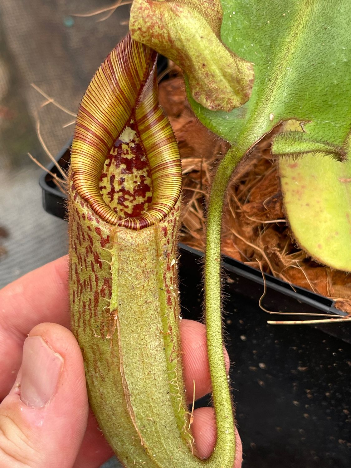 Nepenthes eymae Gng Tambusisi - Real Deal!  (Medium) 