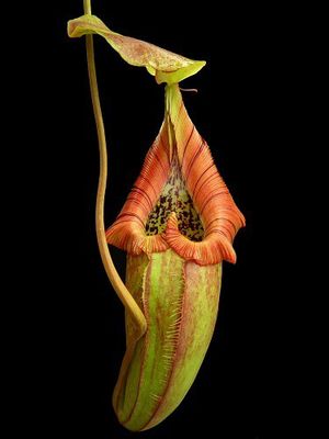 Nepenthes robcantleyi x ovata Stunning!