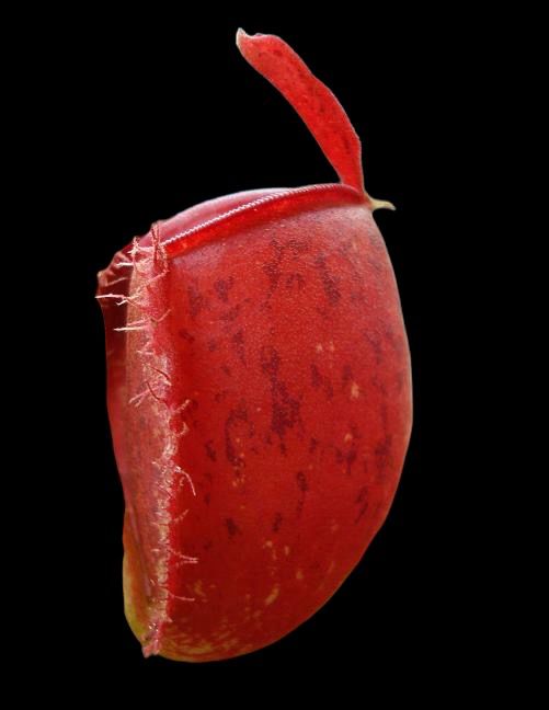 Nepenthes ampullaria  ‘Brunei Red’ BE-3681 (Harlequin)