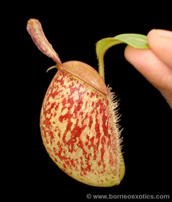 Nepenthes ampullaria “Bronze Nabire” BE-3304