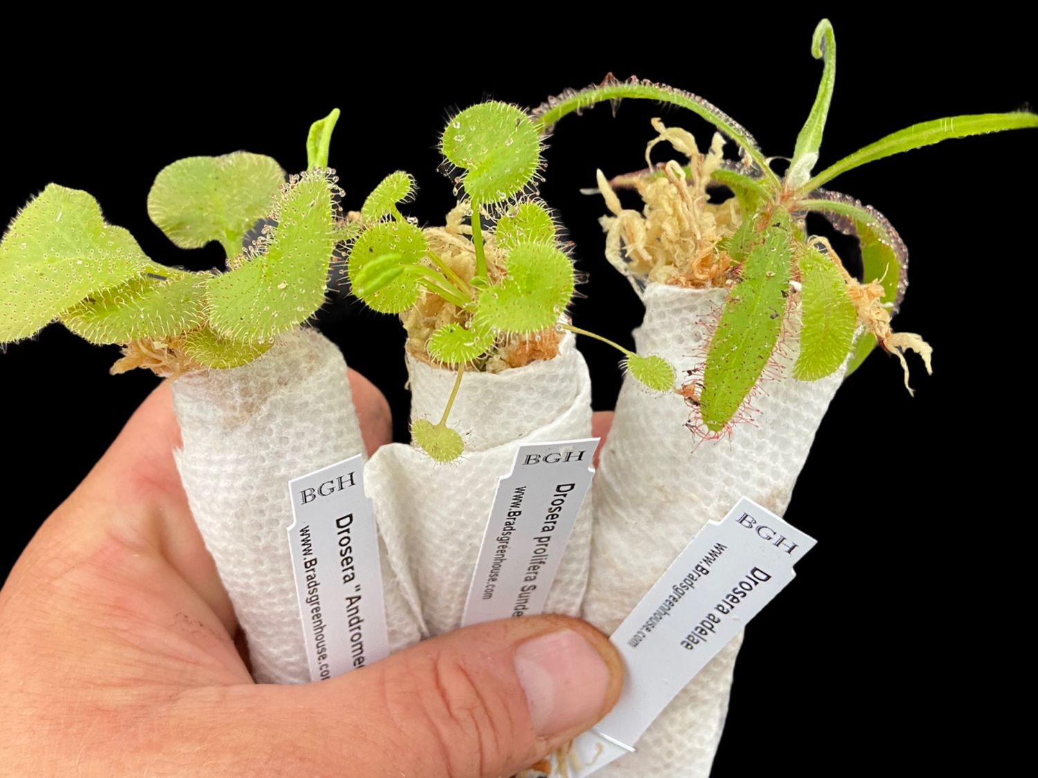 Australian Sisters Starter Pack (3 Drosera Sundews)