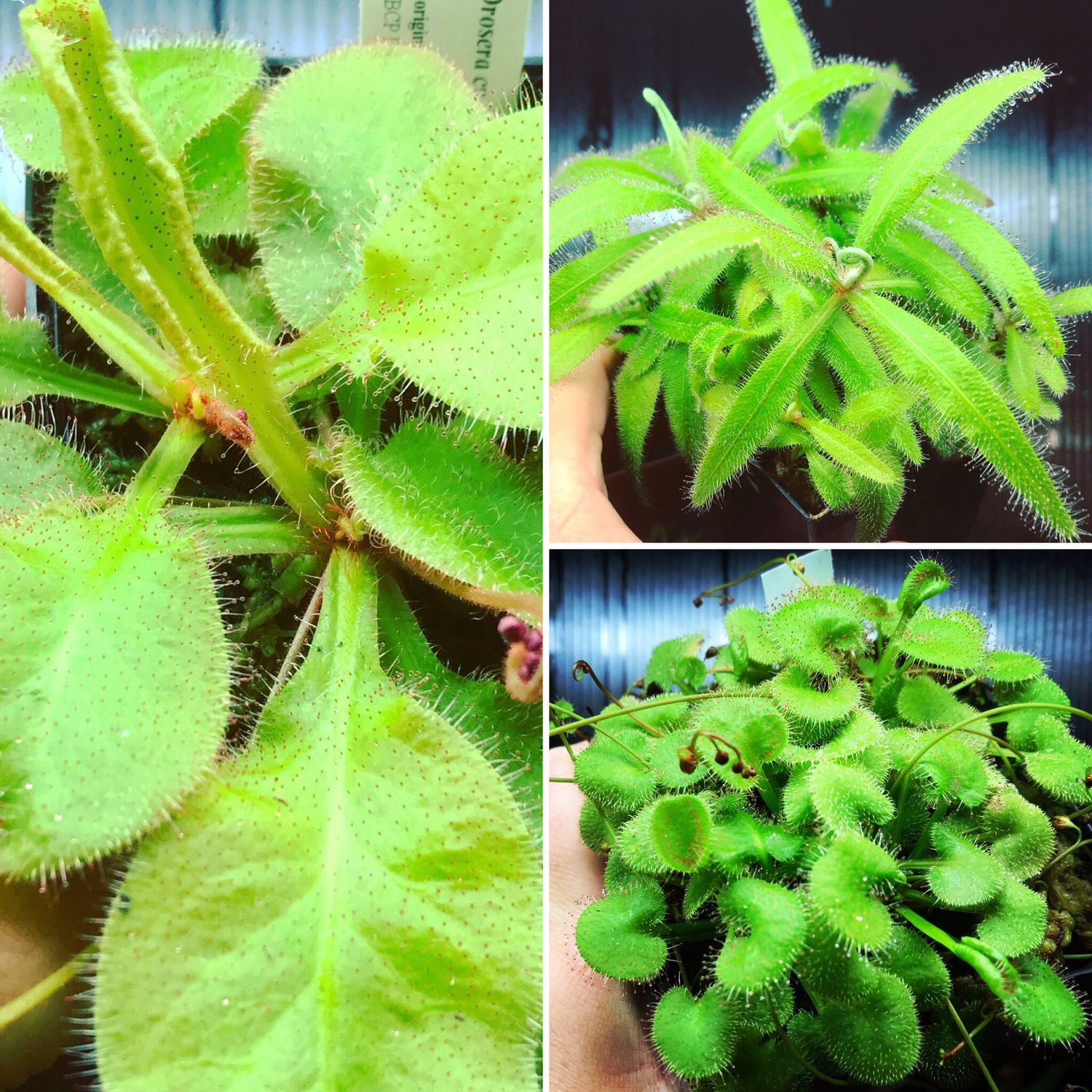 Australian Sisters Starter Pack (3 Drosera Sundews)