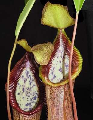 Nepenthes singalana x hamata BE-4588