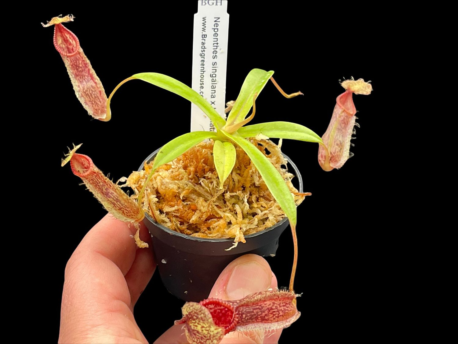 Nepenthes singalana x hamata BE-4588