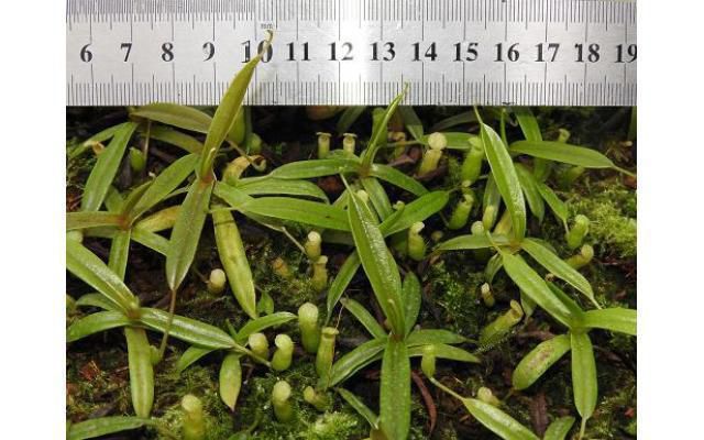 Nepenthes lamii