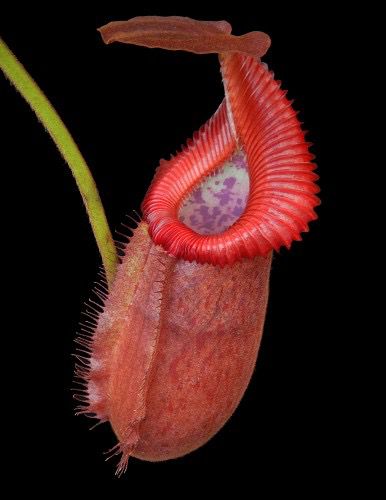 Nepenthes villosa X robcantleyi BE-4079