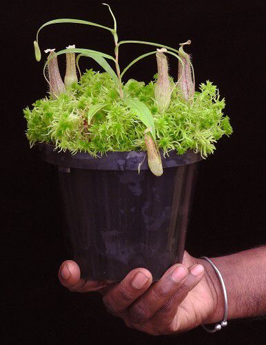 Nepenthes gracilis BE-4060 - Miniature Species!