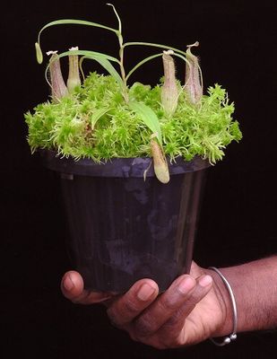 Nepenthes gracilis BE-4060 - Miniature Species!