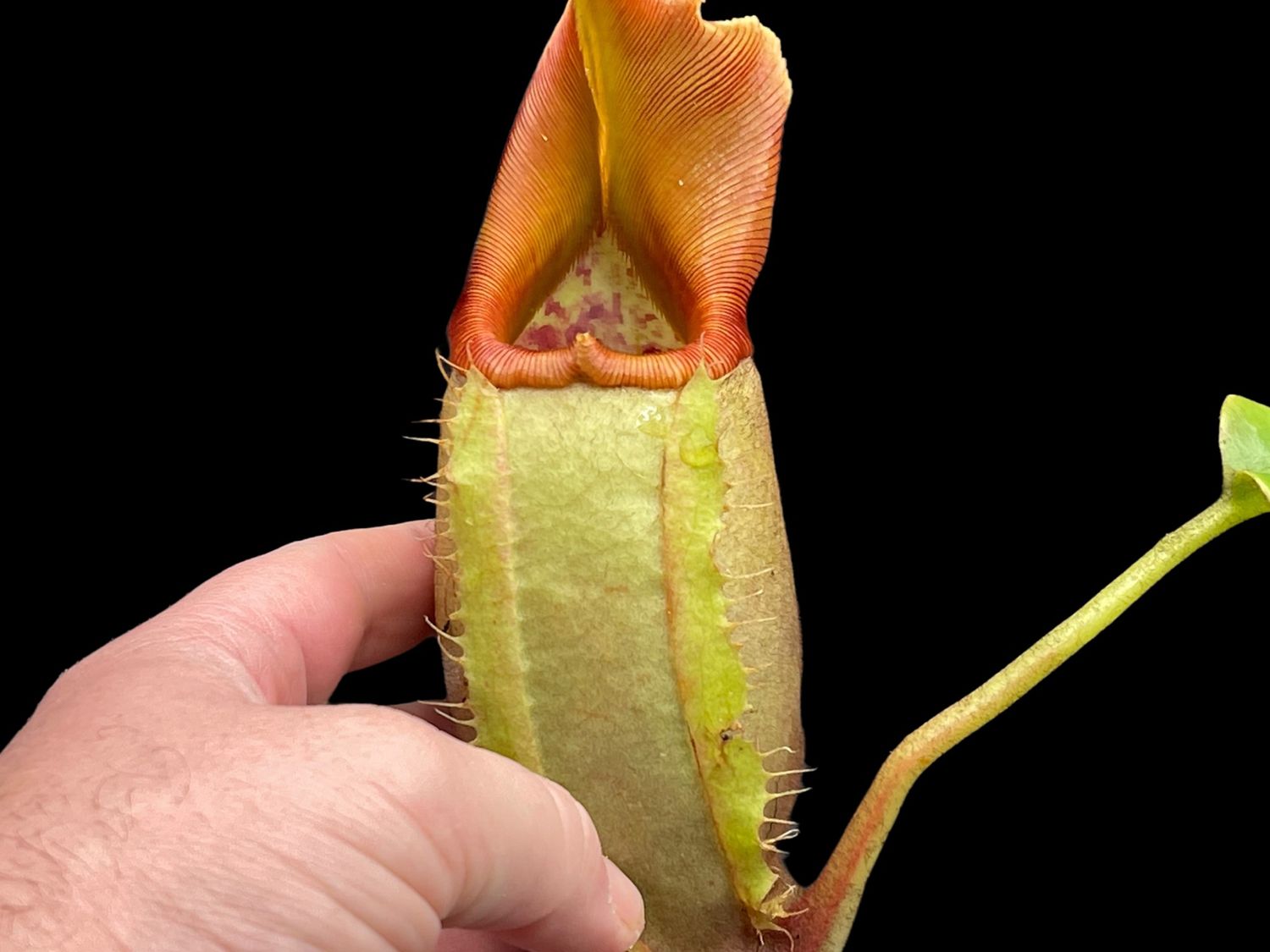 Nepenthes veitchii BE-4087