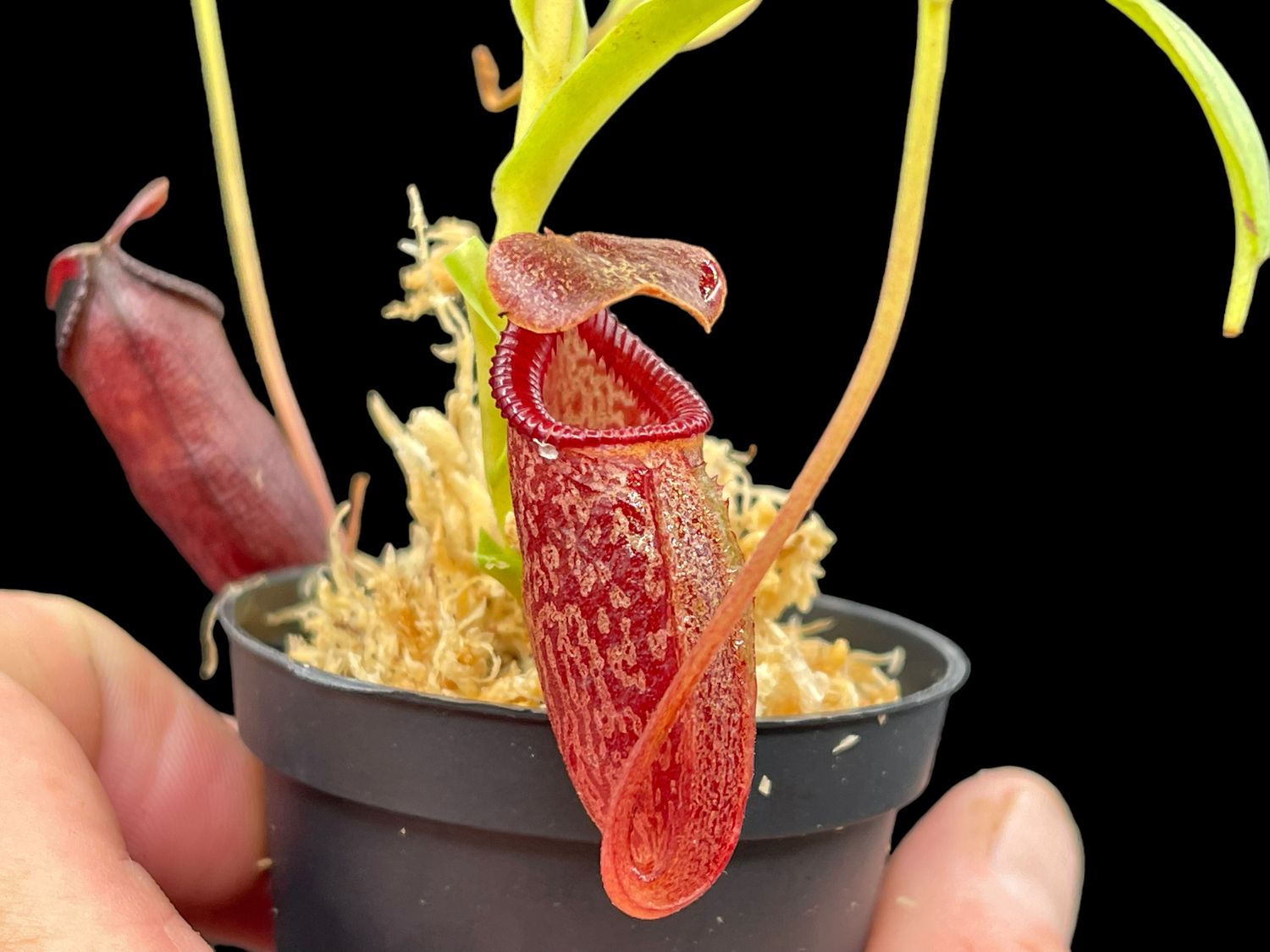 Nepenthes talangensis x diatas
