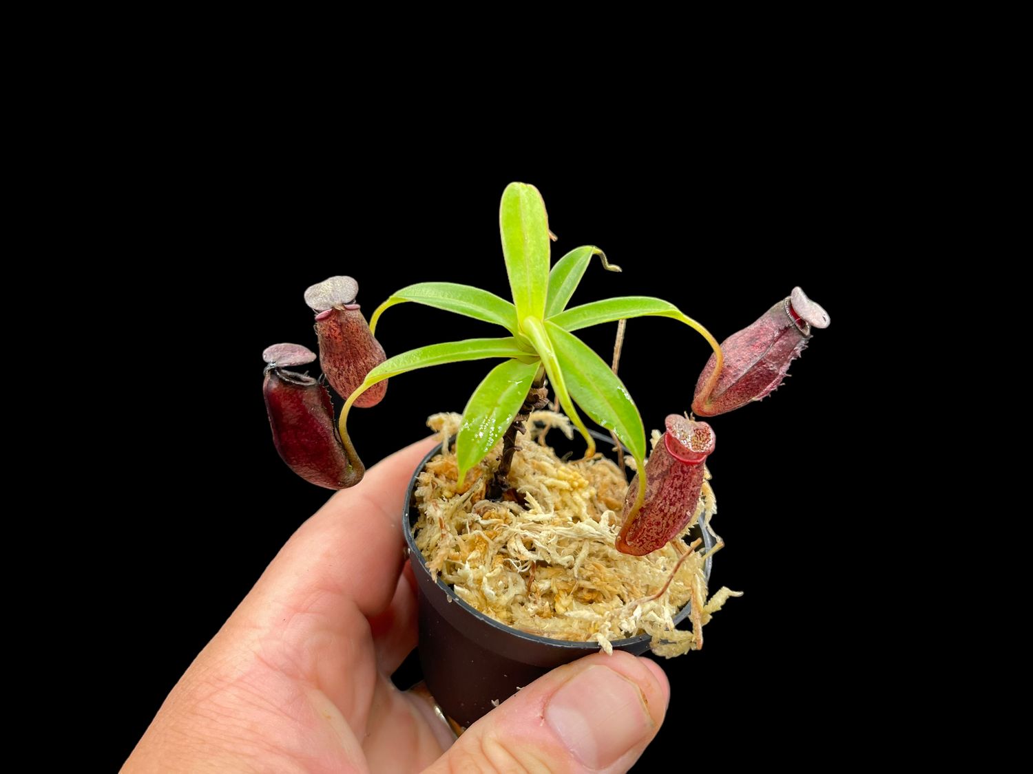 Nepenthes ramispina x aristolochoides - Nice!!