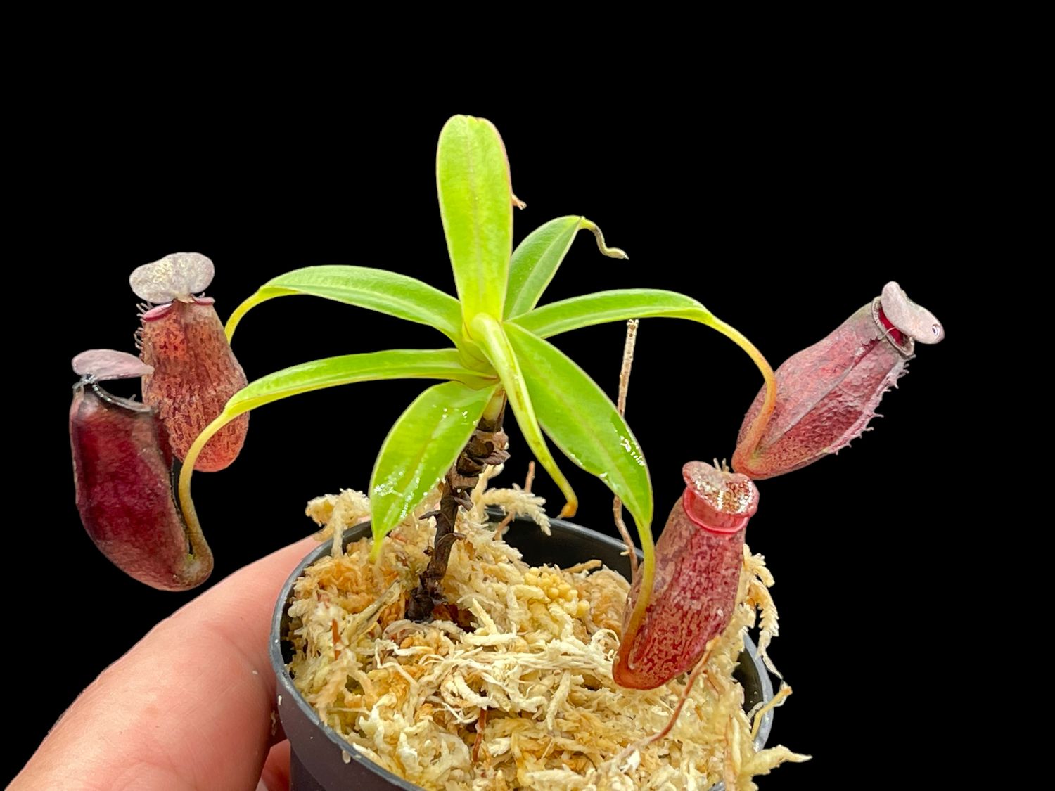 Nepenthes ramispina x aristolochoides - Nice!!