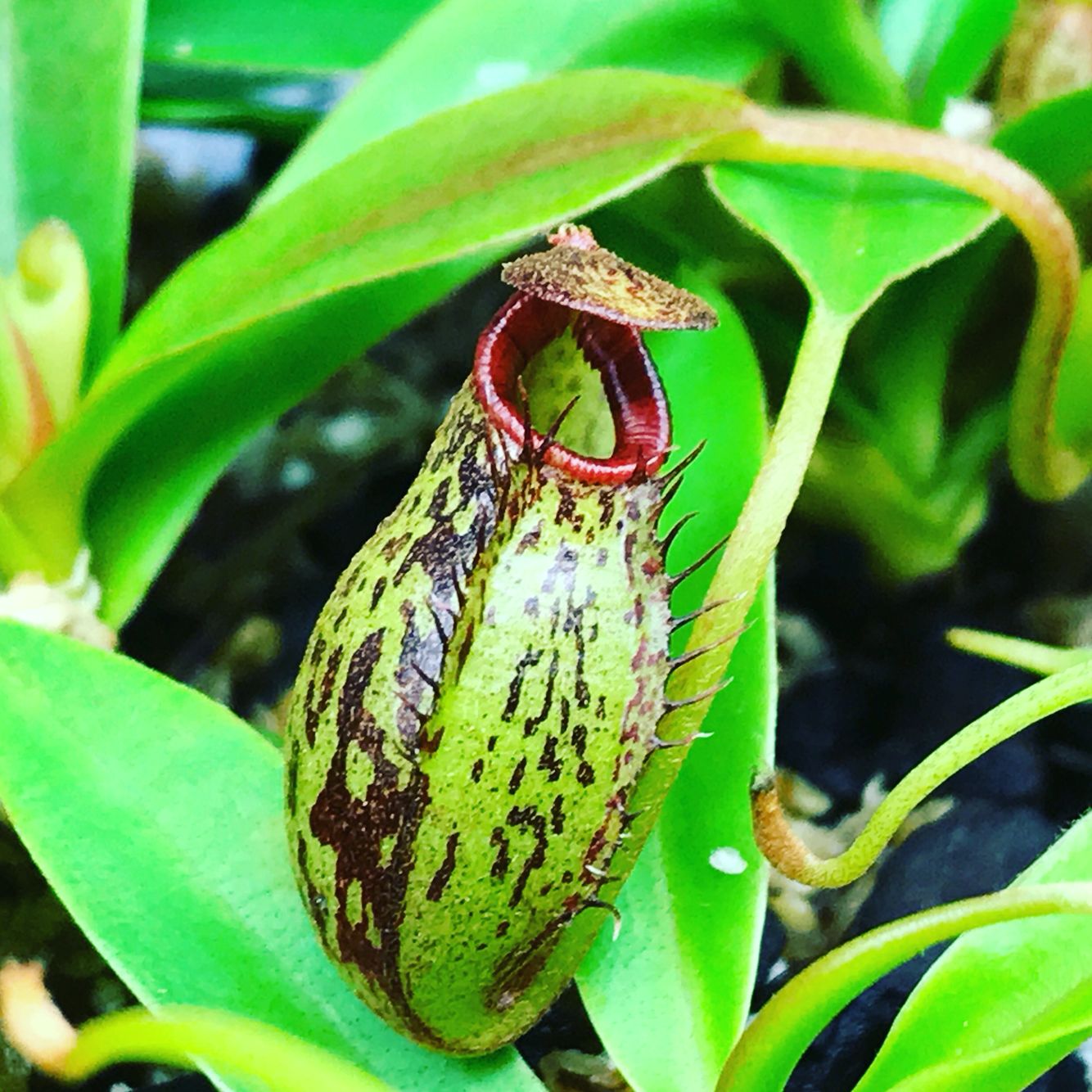 Nepenthes spectabilis x aristolochioides