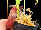 Nepenthes talangensis x diatas