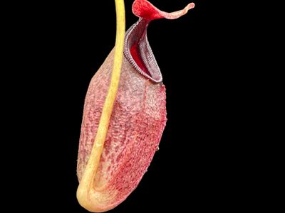 Nepenthes singalana x aristolochoides