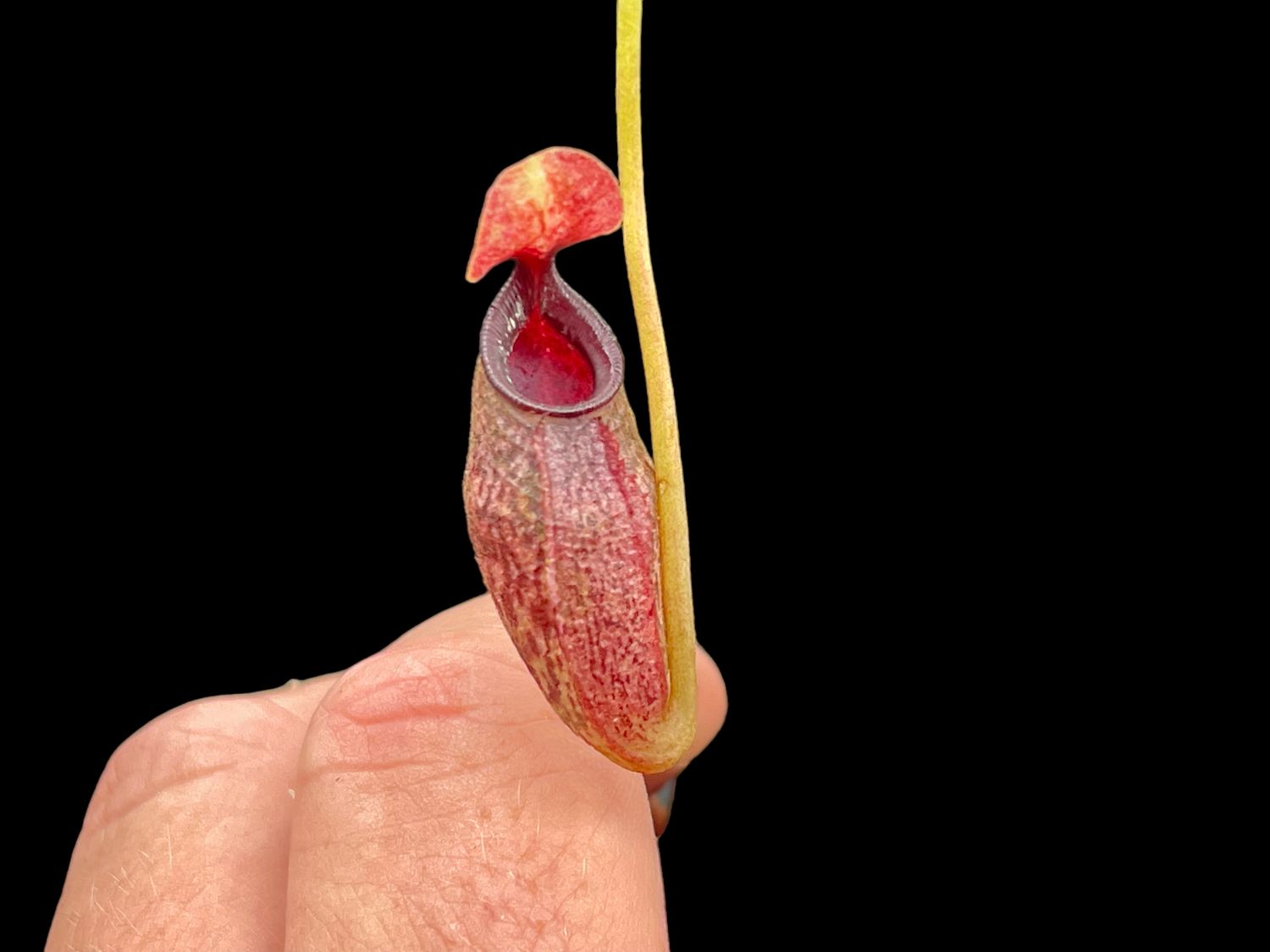 Nepenthes singalana x aristolochoides