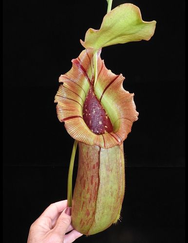 Nepenthes burkei x Robcantleyi