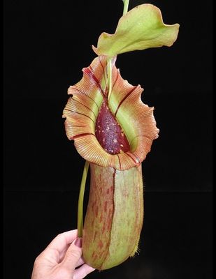 Nepenthes burkei x Robcantleyi
