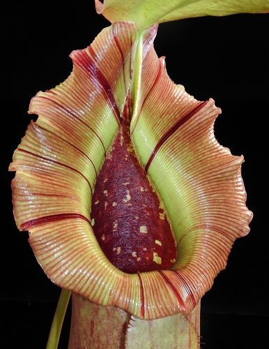 Nepenthes burkei x Robcantleyi