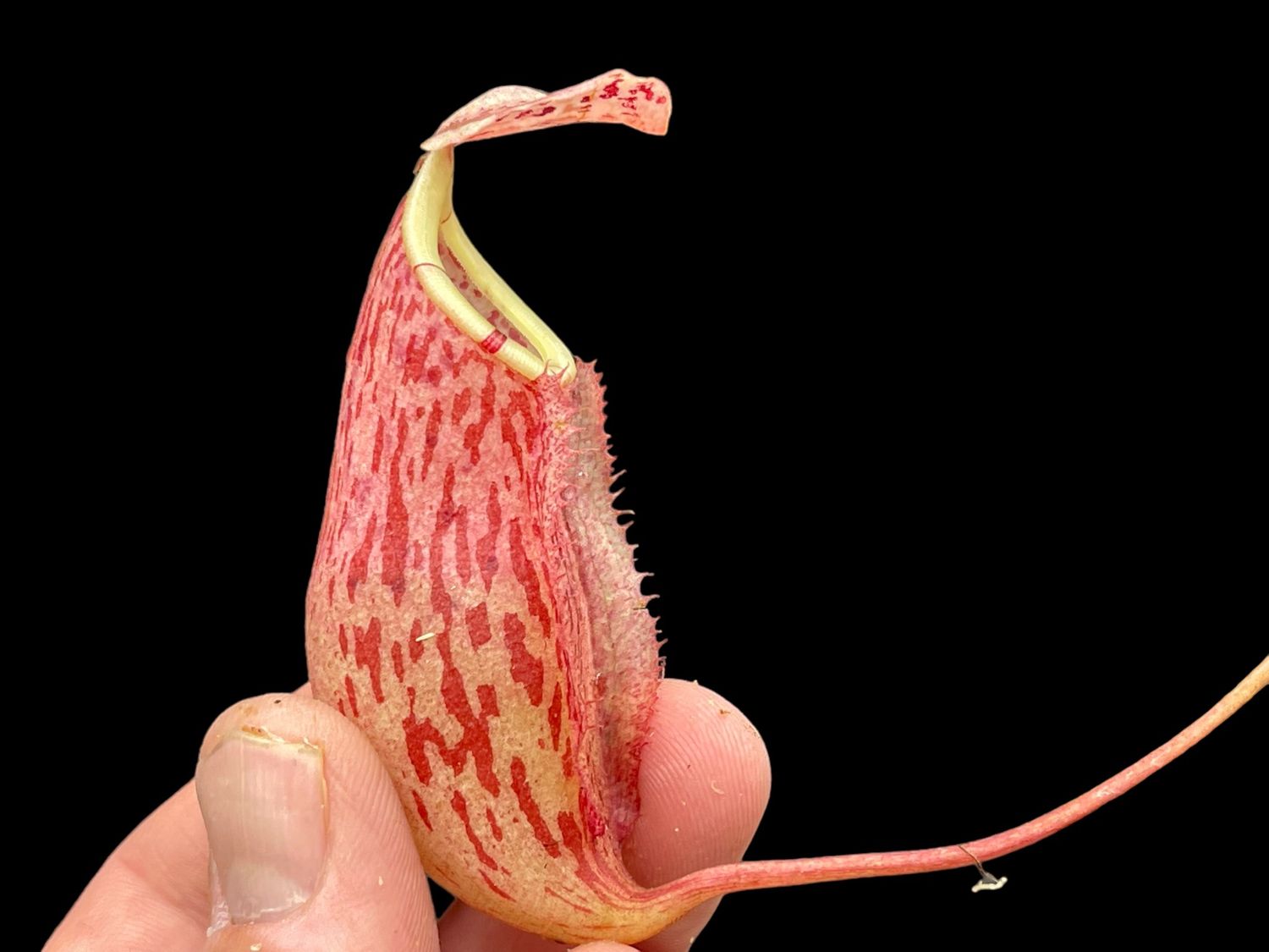 Nepenthes glabrata x burbidgeae - Nice size! 